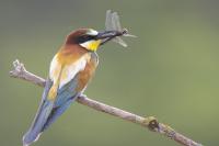 The Bee-eater Became the Bird of the Year 2027