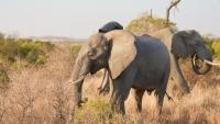 Four detained as Kenya investigates deaths of 18 Amboseli elephants