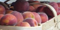 Georgia warns of fake farmers market event ads
