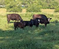 Kansas agriculture, political leaders dubious of President Trump’s beef import strategy