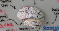 Team effort puts 3D anatomy models in the hands of health care students