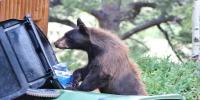 Colorado wildlife officials ramp up bear safety outreach as record activity continues