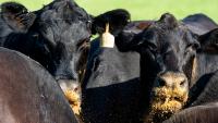 Flooding the market: How will tons of foreign beef impact MS farmers?