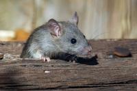 Scientists Created Females and Restarted Sexual Reproduction using a Single Male Mouse
