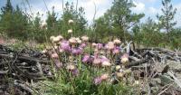 Czech scientists launch international project to save critically endangered “glacial” plant