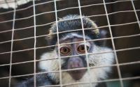 Online illegal wildlife trade poses risks to biodiversity: study