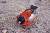 How a rare bird sparked a wildlife movement across 16 villages in Guyana