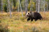 Colorado Experienced Four Bear Attacks in a Week; 6,129 Bear Sightings in 2026 on Pace to Set Record