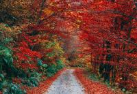 These Illinois Trails Are Made for Fall