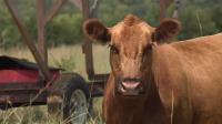 Kansas, Missouri cattle ranchers frustrated with Trump's beef import plan