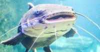 Tennessee officials issue precautionary catfish advisory for part of Duck River