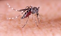 Officials confirm first locally acquired case of bone-breaking dengue fever in US state