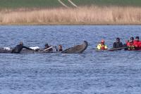 German Whale Scientists Got Timmy Right; Months Later, They Still Hide Their Addresses