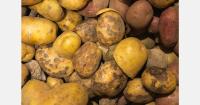 Ecuador tests potato disease controls as purple top threatens Europe