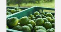 Temporary price spike for limes expected post Colombian earthquake