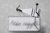 Sixteen Local Dengue Cases Reported in a Single Week as Three Florida Counties Sit Under Alert