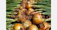 Guyana prepares for first large-scale onion harvest