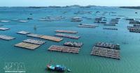 Mariculture – new growth driver for Vietnam’s ocean economy