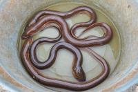 Invasive Asian Swamp Eel Is Taking Over the Florida Everglades, Could Be More Destructive Than State’s Python Problem