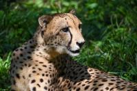 Maryland Zoo euthanizes its last male cheetah due to health complications