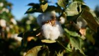 Aid by Trade Foundation Sees Major Increase in Verified Sustainable Cotton Farmers