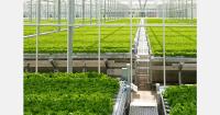 AgTech Breakthrough award given for Indoor Farming Company of the Year