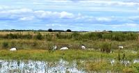 St. Johns County hosting agricultural land conservation easements workshop