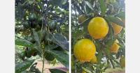 Organic avocado and orange imports expand in Europe