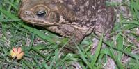Bufo toads can be dangerous to pets: What Florida dog owners need to know