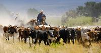 Florida cattle ranchers push back on trump's beef import plan