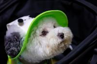 China's pet industry evolving at unprecedented rate