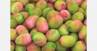 India’s mango handling at Bengaluru airport rises 33%