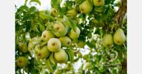 Pacific Northwest expects normal size pear crop