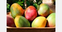Pakistan's mango exports fall 66% in two years