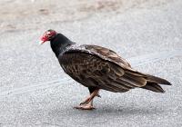 Turkey Vultures In Arizona, Why They're So Important