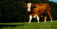 Ireland bets on sustainability to carve out premium beef and lamb niche in Asia