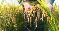 Building a brand starts on the farm: Traceability, farmer engagement critical to strengthening Vietnam’s rice brand