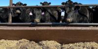Foreign beef import plan promises consumer relief, but sparks concern among QCA farmers