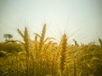 Climate change could triple global wheat prices