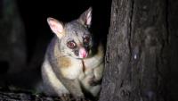 Farmers believe rising pest numbers of deer and possums outpacing control efforts – survey