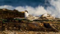 Queensland’s second case of bird flu confirmed