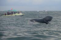 Fewer Humpback Whale Sightings Reported in Costa Rica’s Golfo Dulce