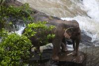 Elephant herd in Cambodia being tracked after boy killed, mother injured