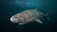 Greenland Sharks Can Live 400 Years, and Their Retinas Showed No Obvious Signs of Aging Damage