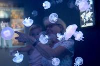 Florida opens a dedicated Jellyfish Museum