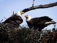 Americans are Stepping Up to Protect Wildlife and Their Wild Places
