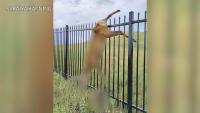 Deer impaled and killed on spiked fence raises concern for wildlife-safe fencing