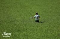 Cambodian Farmers Seek More Support as Costs Rise, Climate Worsens
