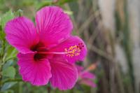 Should You Cut Off Dead Hibiscus Blooms? Garden Pros Explains What to Do for Healthier Flowers