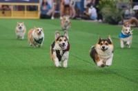 Lithuania's Corgi Race Just Had Its Biggest Year Yet, and the Costumes Prove It